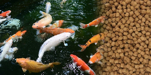 advantages of fish feed pellets
