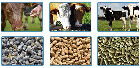 cattle and raw materials of cattle feed pellets