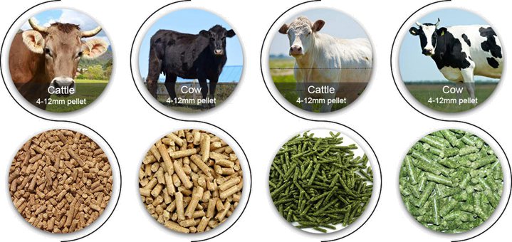 cattle and cattle feed pellets