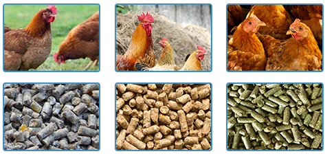 chicken and raw materials of chicken feed pellets
