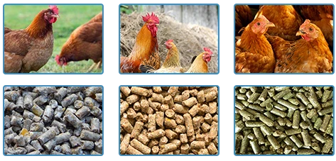 chicken and chicken feed pellets