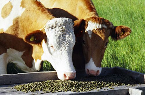 alfalfa pellet used as feed
