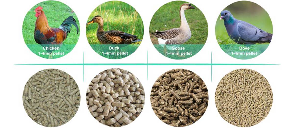 various kinds of poultry feed pellets