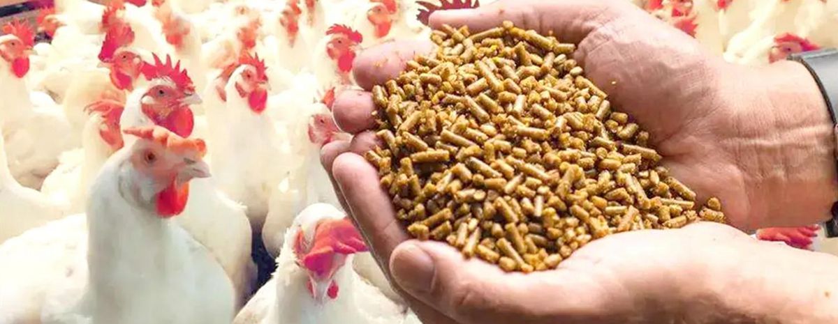 types of chicken feed