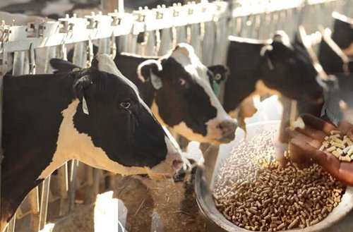 Straw pellets as feed