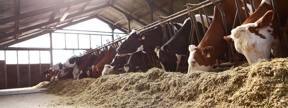 cow feed pellets