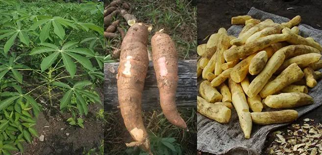 cassava pellet machine