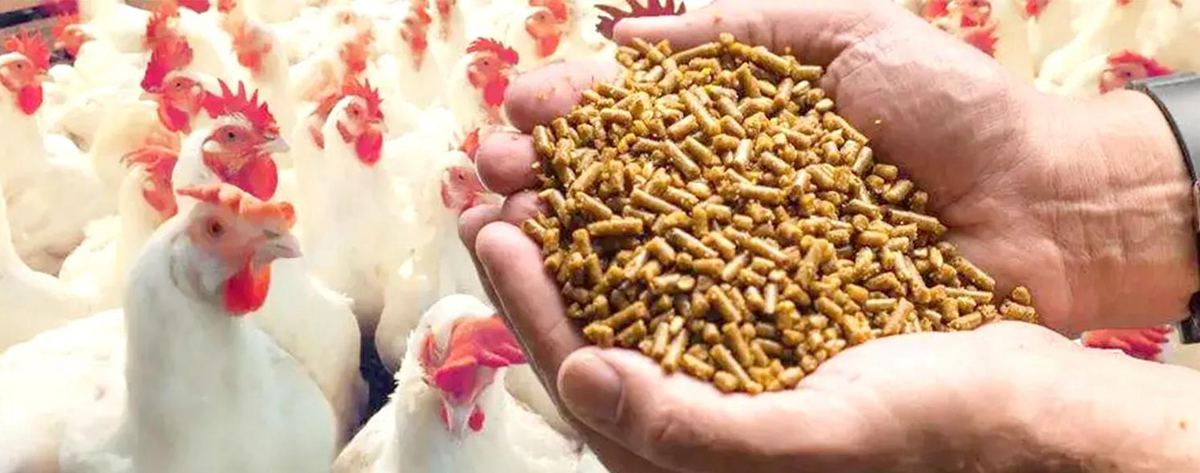 Advantages of poultry feed manufacturing plant