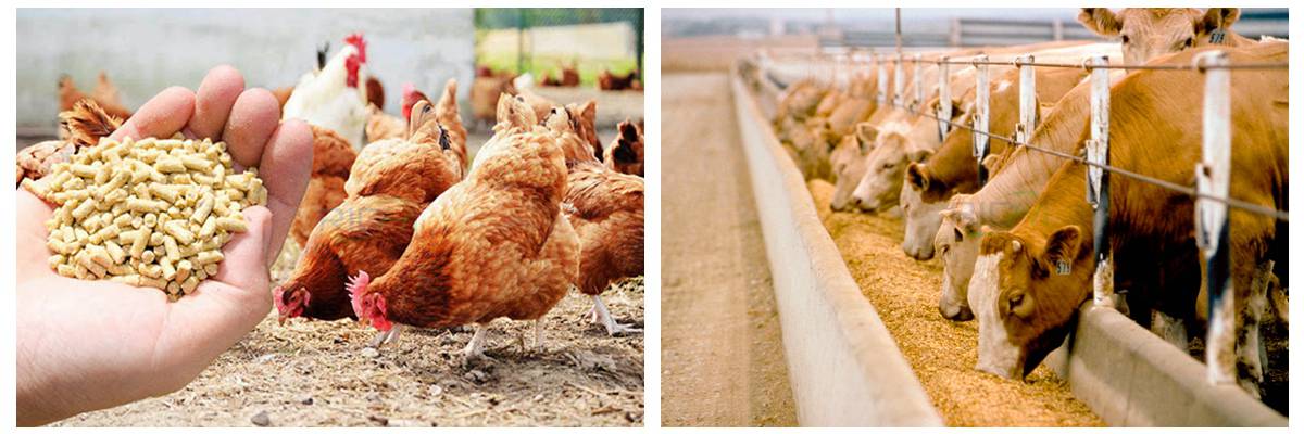 Applications of the feed mill machine for poultry