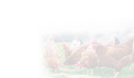 Chicken feed production line in Uzbekistan background