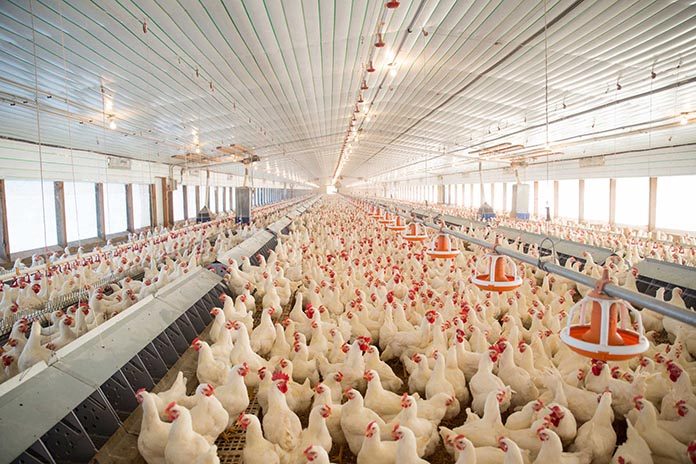 Broiler breeders: Managing the paradox between reproduction and growth
