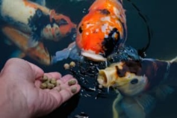 Aquatic feed processing