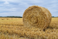 Cereals