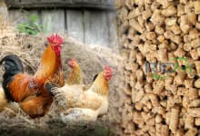 Chicken feed