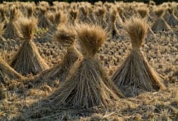 Crop straw