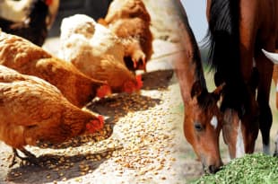 Feed industry