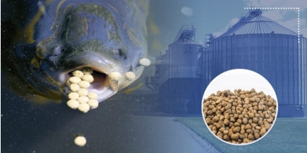 Floating Fish Feed