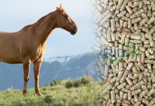 Horse feed