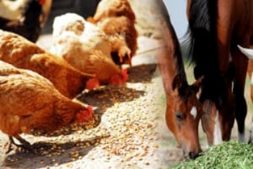 Livestock and poultry feed processing