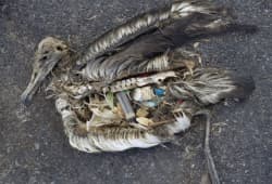 Marine and wetland animal products and their waste