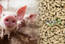 Pig feed