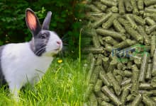 Rabbit feed