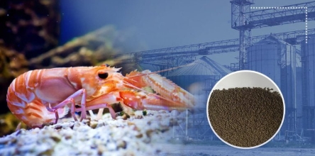 Shrimp Feed