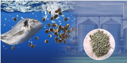 Sinking Fish Feed