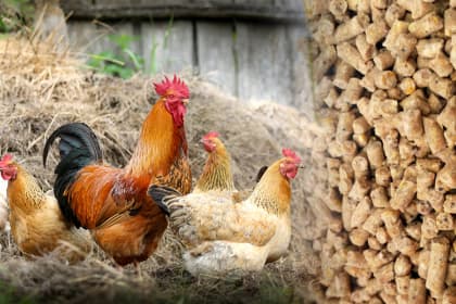 Chicken Feed Pellet making Machine