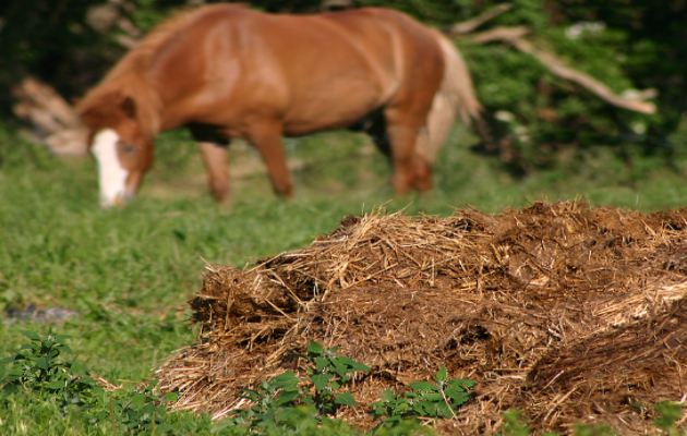 livestock manure