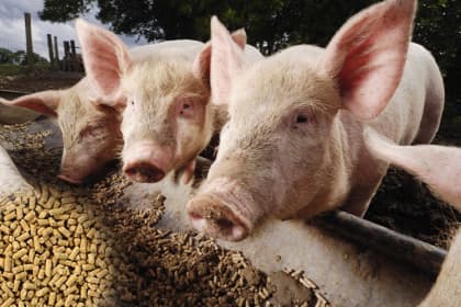 Pig Feed pellet machine