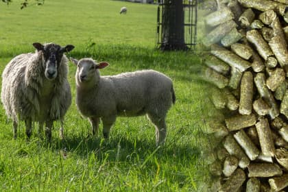 Sheep Feed Pellet Machine