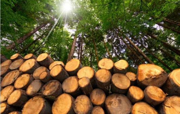 Forestry resources