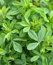 Alfalfa