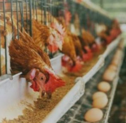 Animal Feed Production