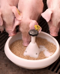 Animal feed production line animals