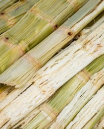 Bagasse