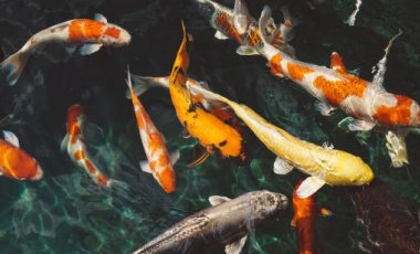 Carp