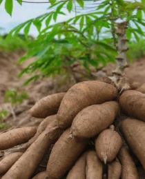 Cassava