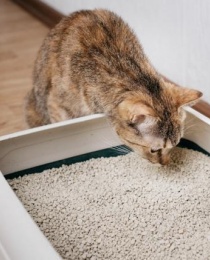 Cat Litter