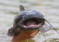 Catfish