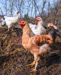 Chicken Manure