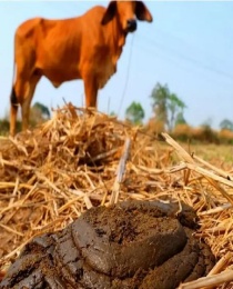 Cow Dung