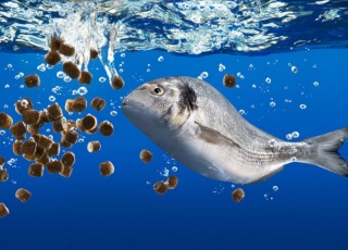 Floating fish feed