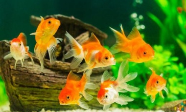 Goldfish