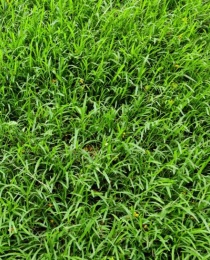 Grass