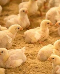 Poultry Manure