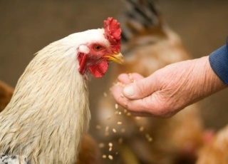 Poultry and livestock feed