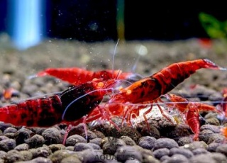 Small pellet feed for shrimp