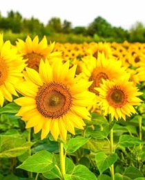 Sunflower
